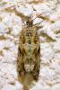 Celypha cespitana